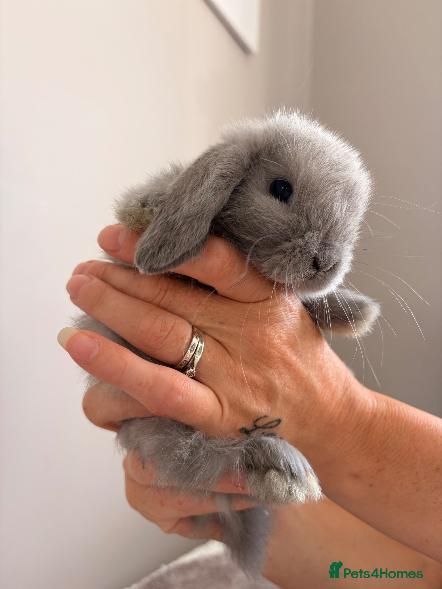 Mini Lop rabbits Amazing mini lop babies  - Advert 2