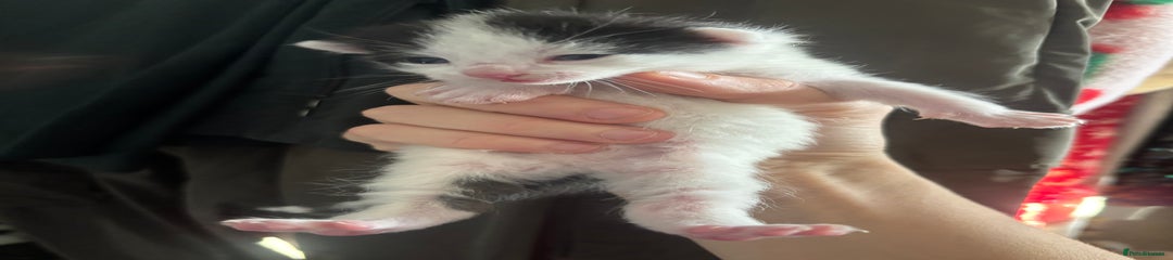 Mixed Breed Kitten 5