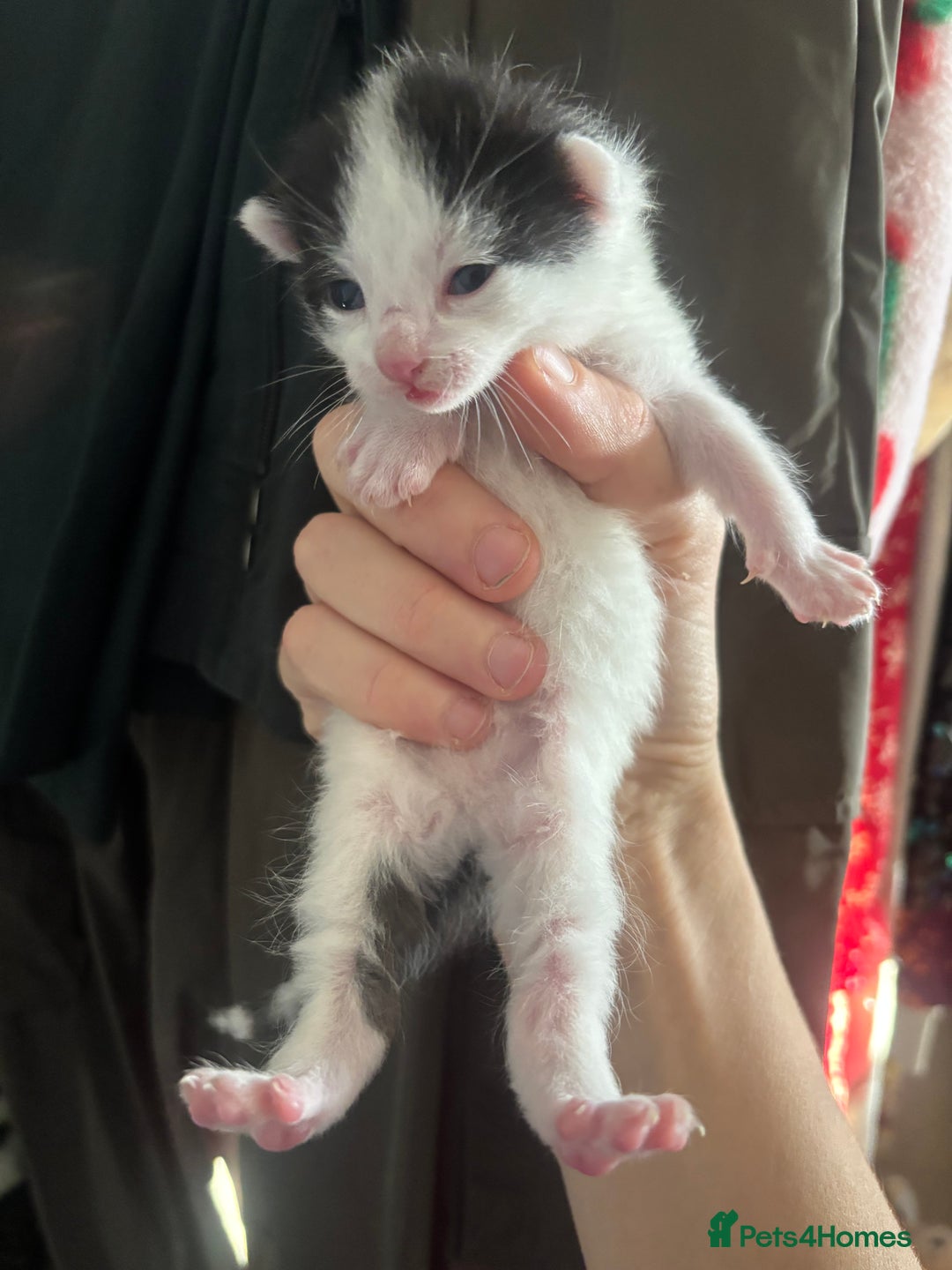 Mixed Breed cats for sale: Beautiful Black & White Kittens - Advert 2