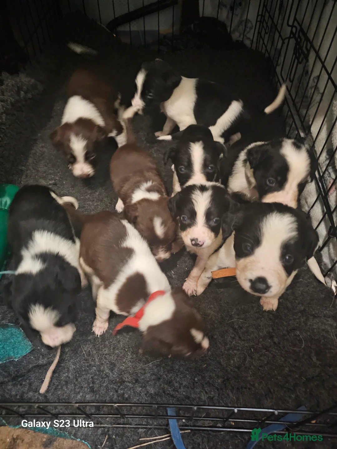 Mixed Breed dogs for sale: Sprollie pups - Advert 1