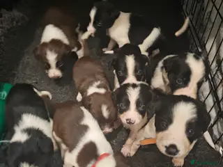 Mixed Breed dogs Sprollie pups - Advert 1