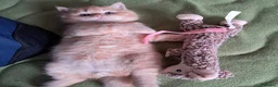 British Shorthair cats for sale: Registered Red boy - Advert 3