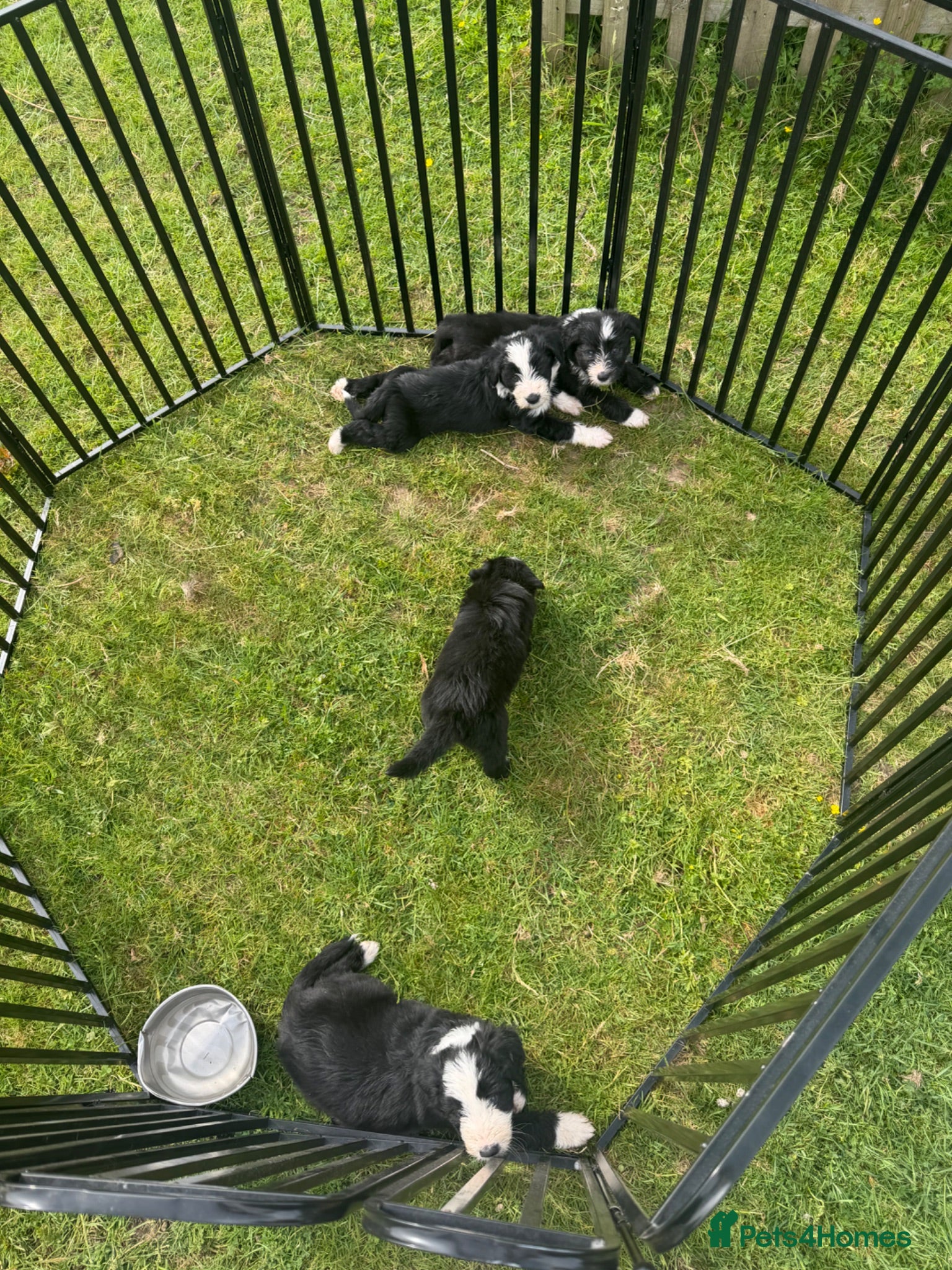 Bearded Collie dogs Bearded collie puppies  - Advert 1