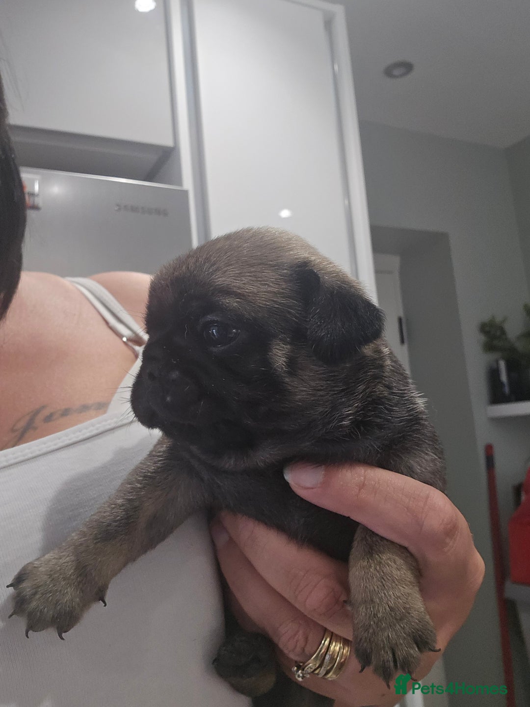 Pug dogs for sale: 3 pug puppies  - Image 9