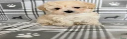 Maltipoo dogs for sale:  BEAUTIFUL LICENSED-BRED MALTIPOOS READY SOON 💖 - Advert 8