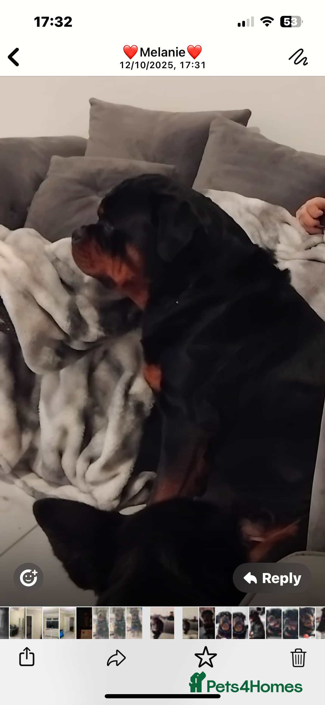 Rottweiler dogs for stud: Rottweiler for stud - Advert 5