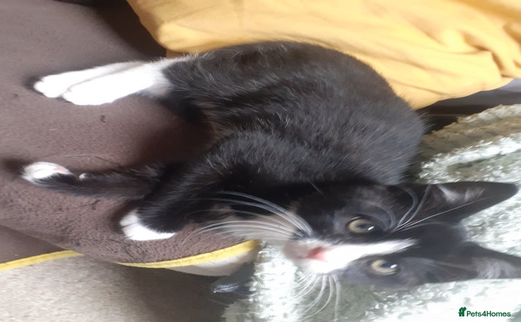 Mixed Breed cats - Advert 10