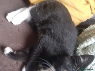 Mixed Breed cats - Advert 33