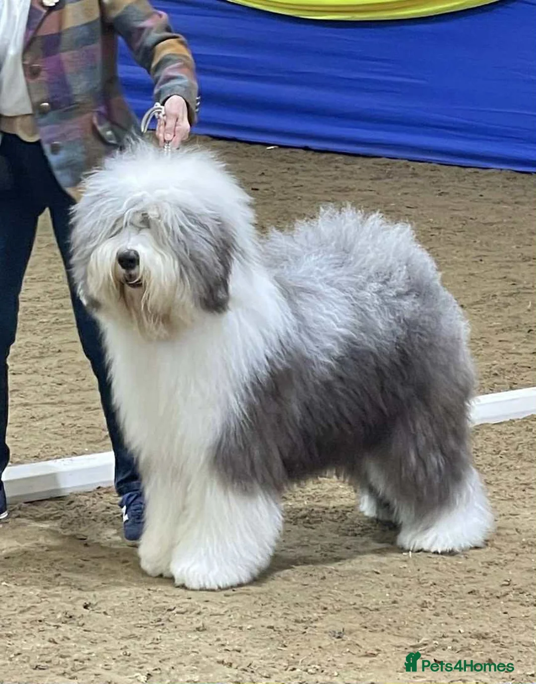 Old English Sheepdog dogs for sale: Outstanding OES top Show Lines,Exceptional Quality - Advert 13