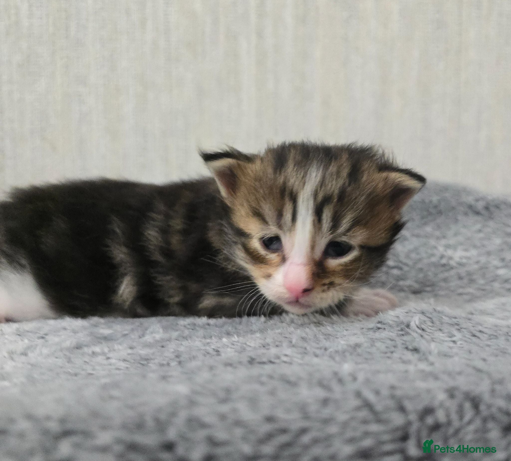 Maine Coon cats Beautiful Maine Coon Kittens  - Advert 1