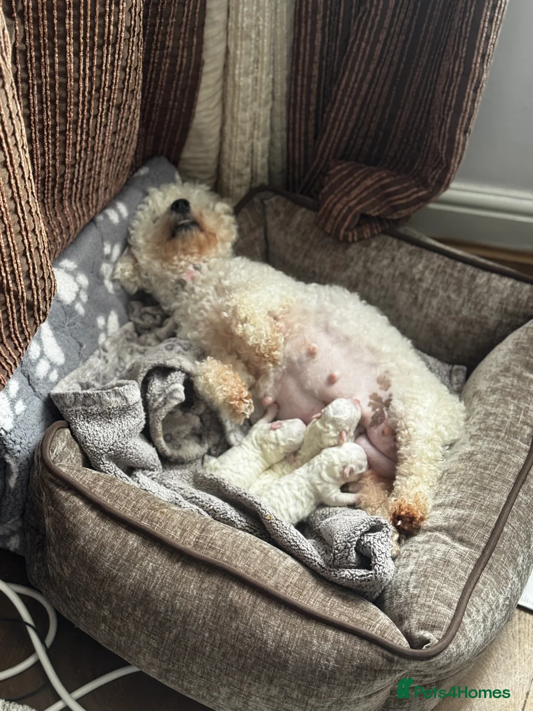 Bichon Frise dogs for sale: Bichon frise - Advert 2