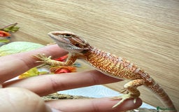 Bearded Dragon reptiles for sale: 🔥🔥🔥 BABY BEARDED DRAGONS 🔥🔥🔥 4 LEFT 🔥🔥 - Image 21