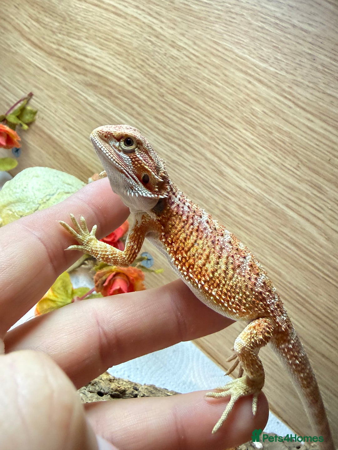 Bearded Dragon reptiles for sale: 🔥🔥🔥 BABY BEARDED DRAGONS 🔥🔥🔥 4 LEFT 🔥🔥 - Image 21