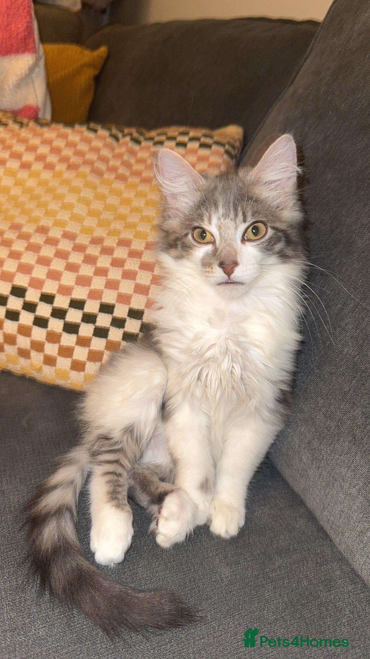 Mixed Breed cats Loving Gorgeous Male Kitten - Advert 1