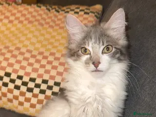 Mixed Breed cats Loving Gorgeous Male Kitten - Advert 1