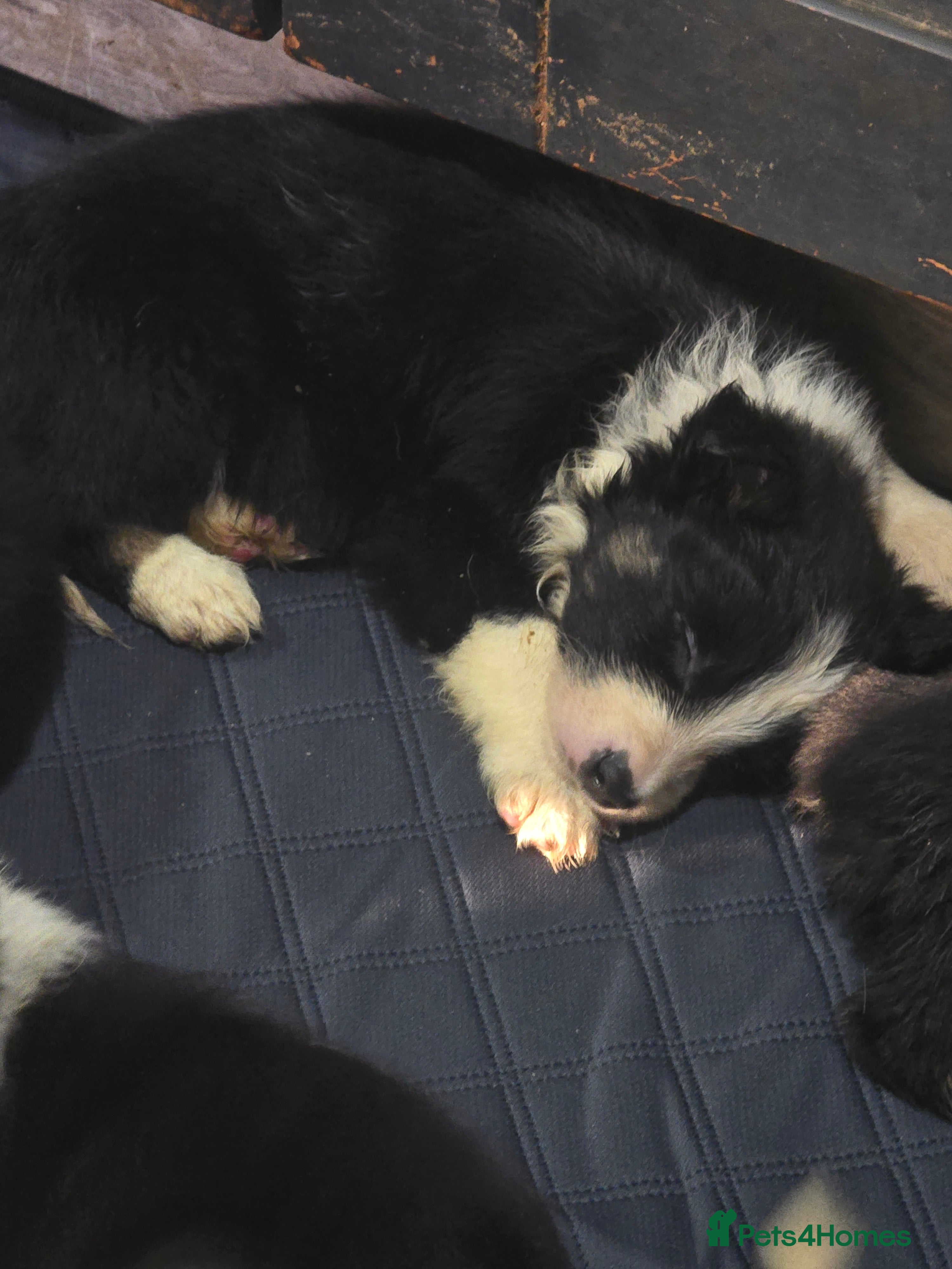 Border Collie dogs Border Collie Pups - Advert 2