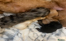 Cavapoo dogs for sale: STUNNING DNA TESTED CAVAPOOS - Image 10