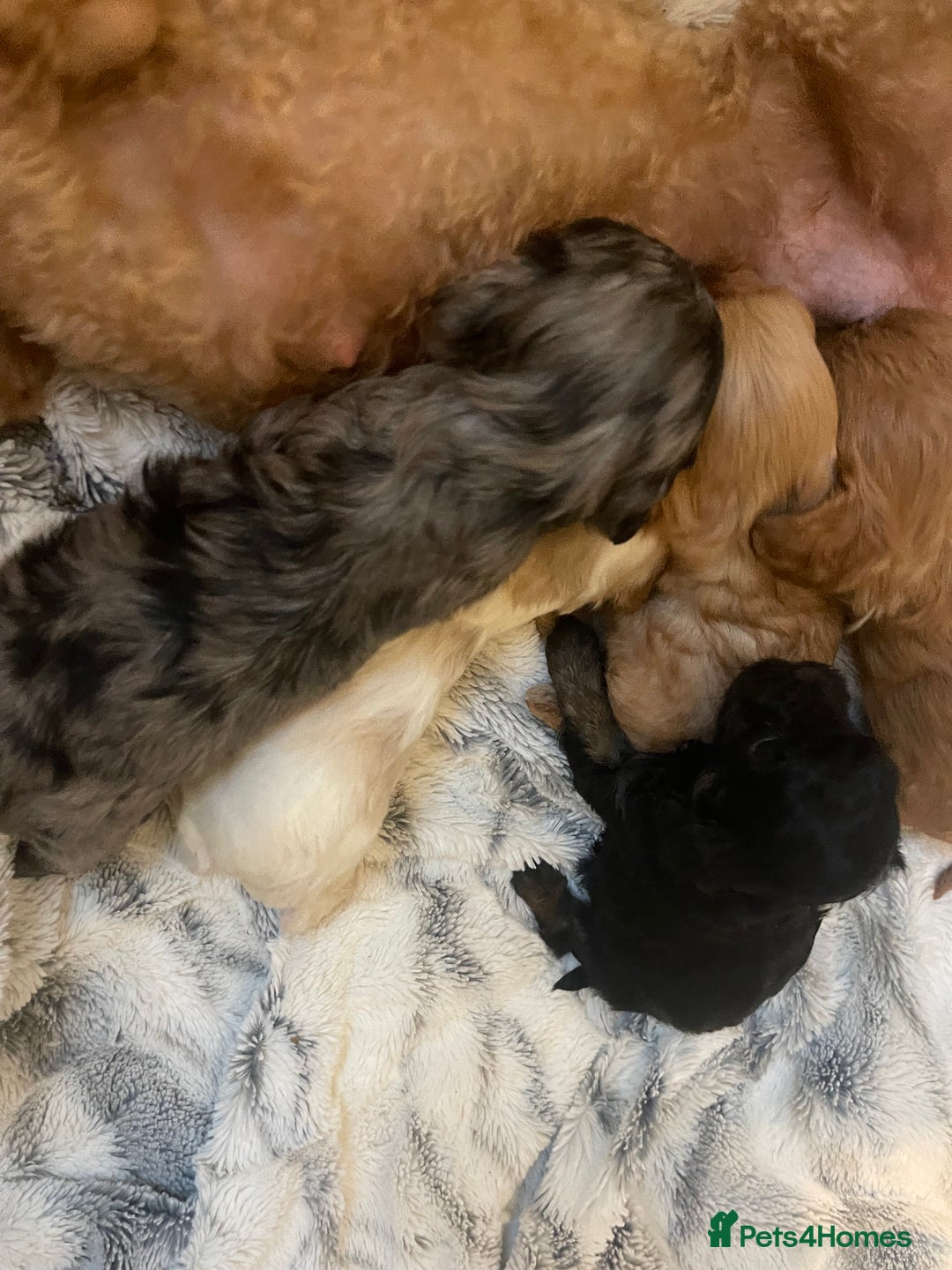 Cavapoo dogs for sale: STUNNING DNA TESTED CAVAPOOS - Image 10