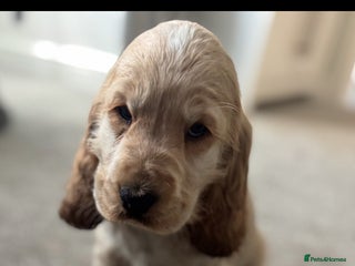 Cocker Spaniel dogs Last stunning KC show cocker - Advert 2