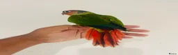 Conures birds for sale: Hand reared conures for sale  - Advert 15