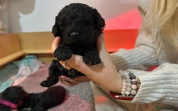 Cavapoo dogs for sale: Gorgeous Rare-Colouring Cavapoo Puppies - Image 2