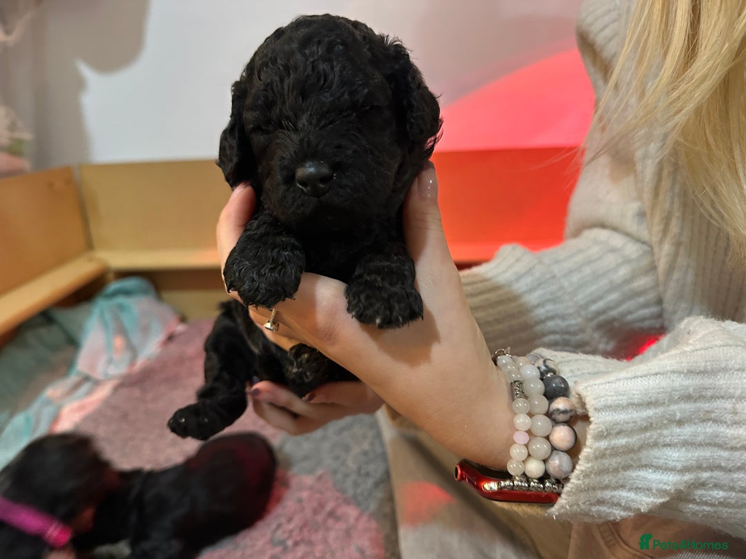 Cavapoo dogs for sale: Gorgeous Rare-Colouring Cavapoo Puppies - Image 2