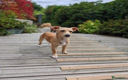 Mixed Breed dogs for adoption: Brooke & Nina are looking for a home together. - Image 6