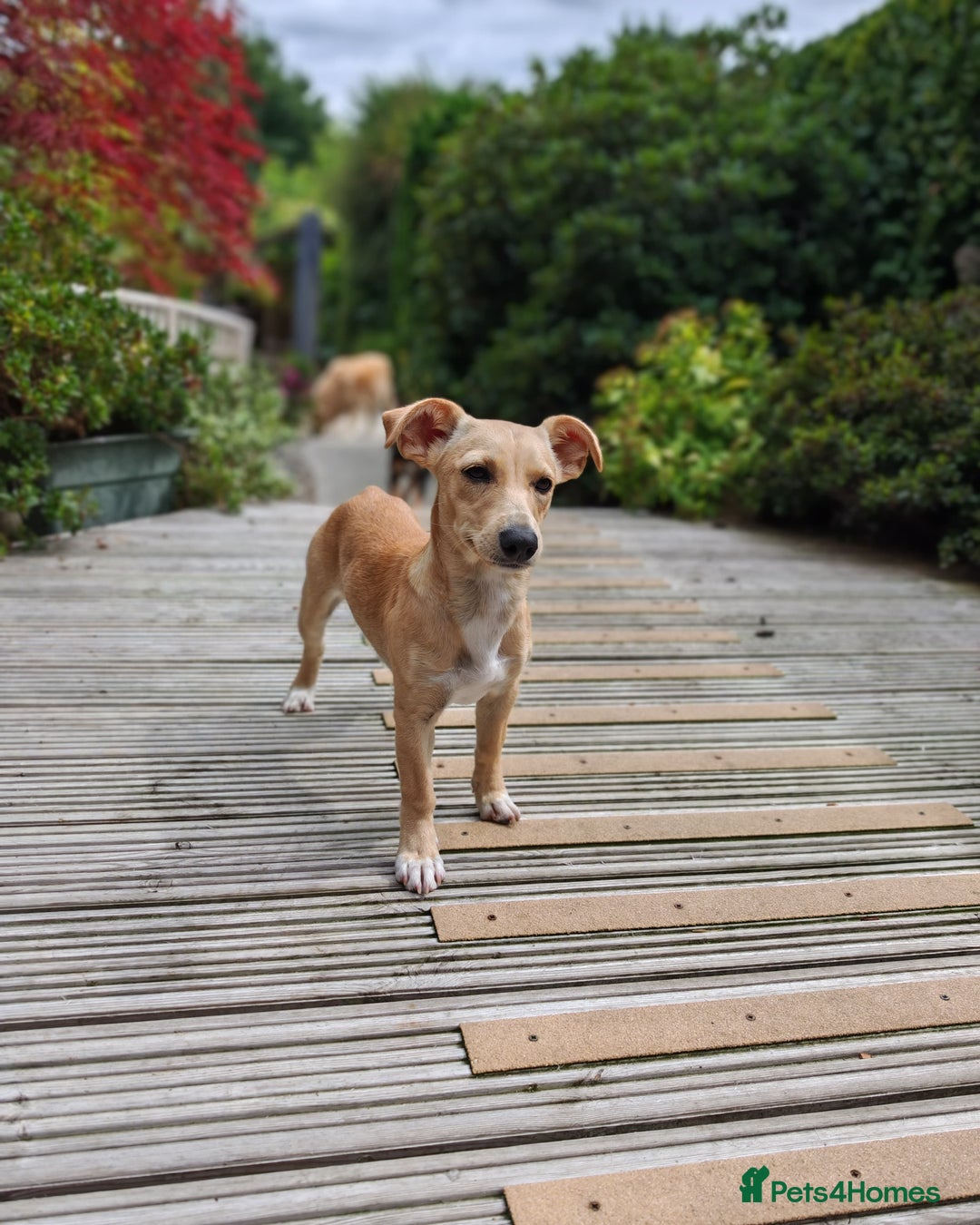 Mixed Breed dogs for adoption: Brooke & Nina are looking for a home together. - Image 6
