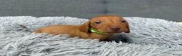 Hungarian Vizsla dogs for sale: Beautiful Kc registered litter available  - Advert 24