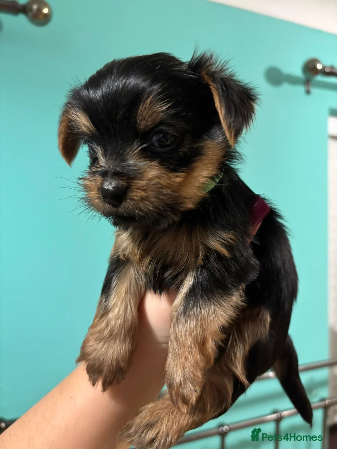 Yorkshire Terrier dogs for sale: 4 Stunning Miniature Yorkshire terriers for sale  - Advert 10