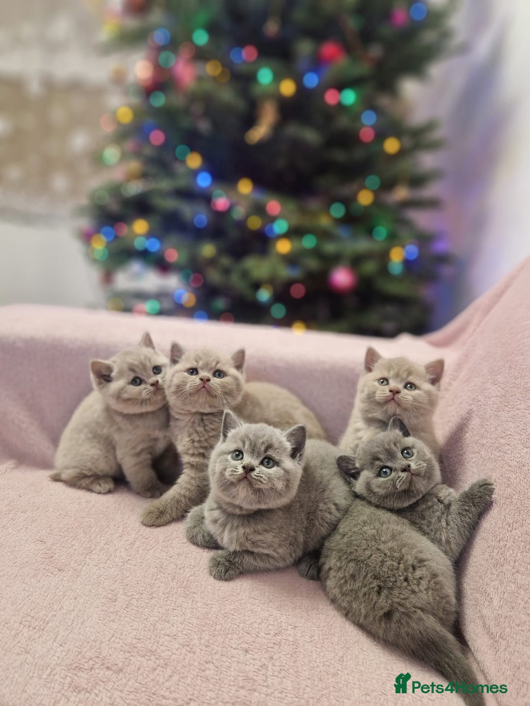 British Shorthair cats for sale: All Reserved Now. - Advert 26