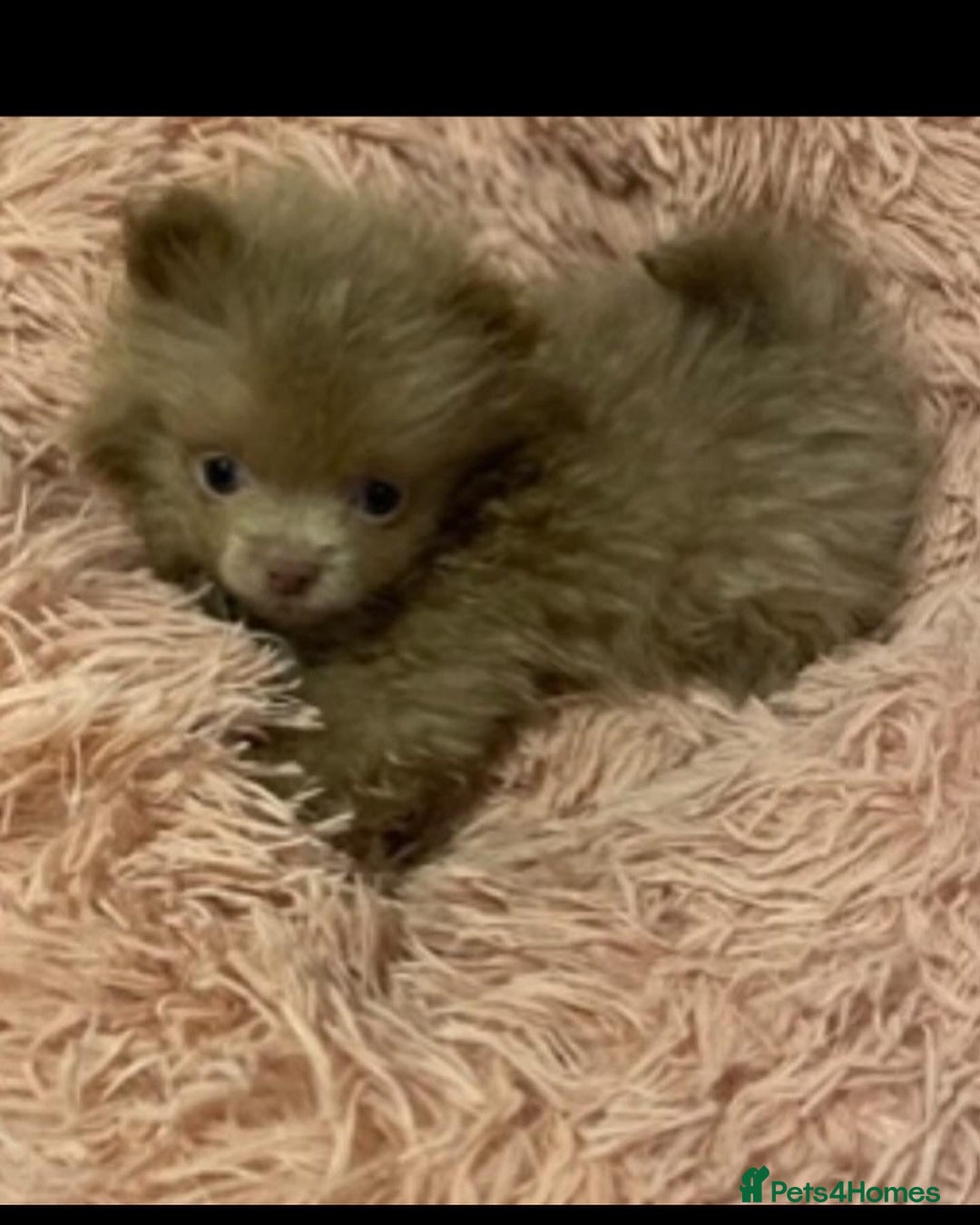 Pomeranian dogs for stud: Kai Kai lilac boy 💜  ( STUD ONLY ) (PROVEN)  in Liverpool - Advert 17
