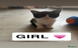 Domestic Shorthair cats for sale: 2 domestic shorthair kittens for sale! - Advert 3