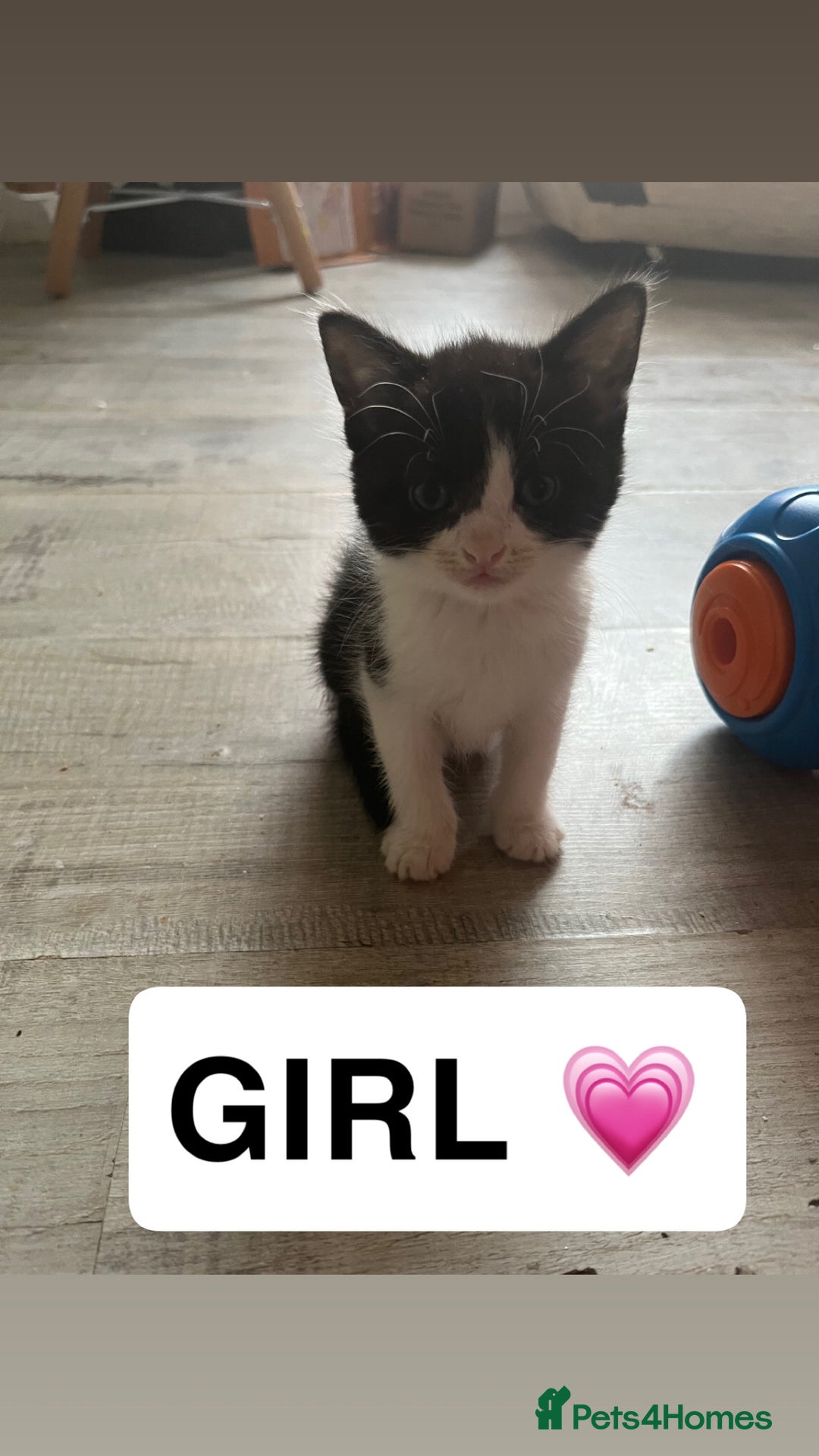 Domestic Shorthair cats for sale: 2 domestic shorthair kittens for sale! - Advert 3