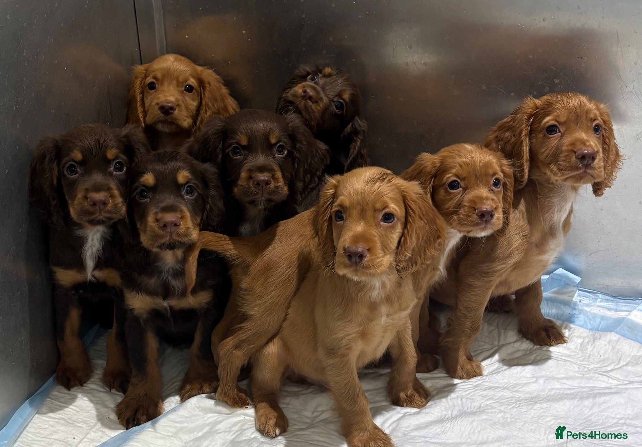 Cocker Spaniel dogs Kc registered working cocker spaniels  - Advert 1