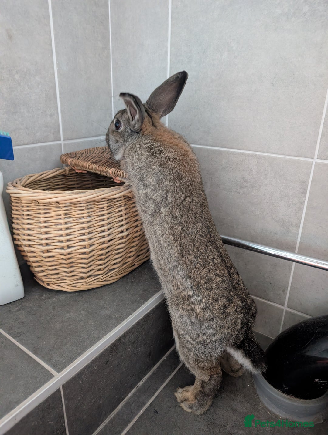 Mixed Breed rabbits for sale: Male rabbit  - Advert 2