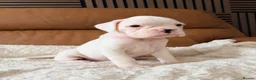 Boxer dogs for sale: Kc Beautiful white girl boxer puppy   - Advert 6