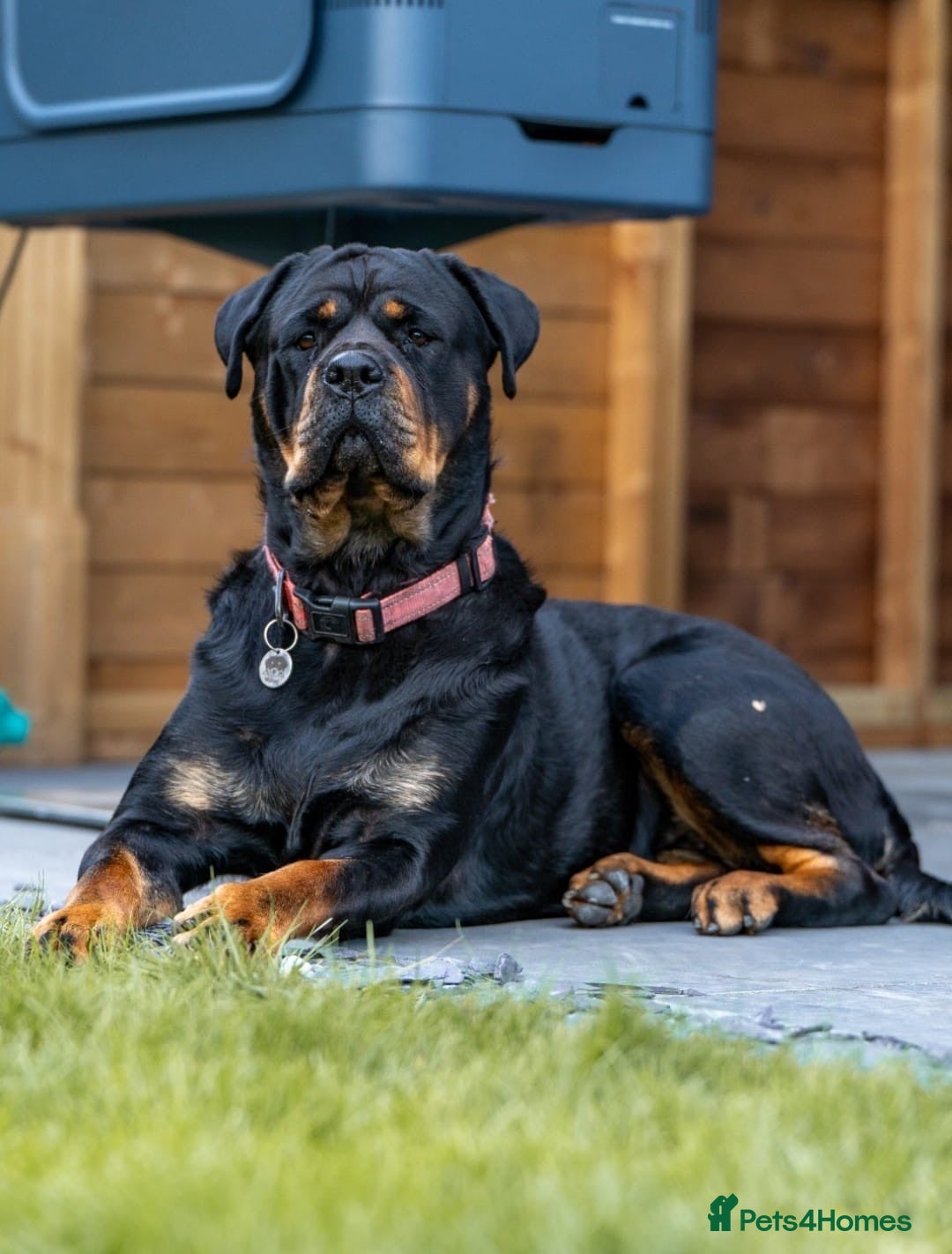 Mixed Breed dogs for sale: 11 Fabulous LABROTTIES - Advert 2