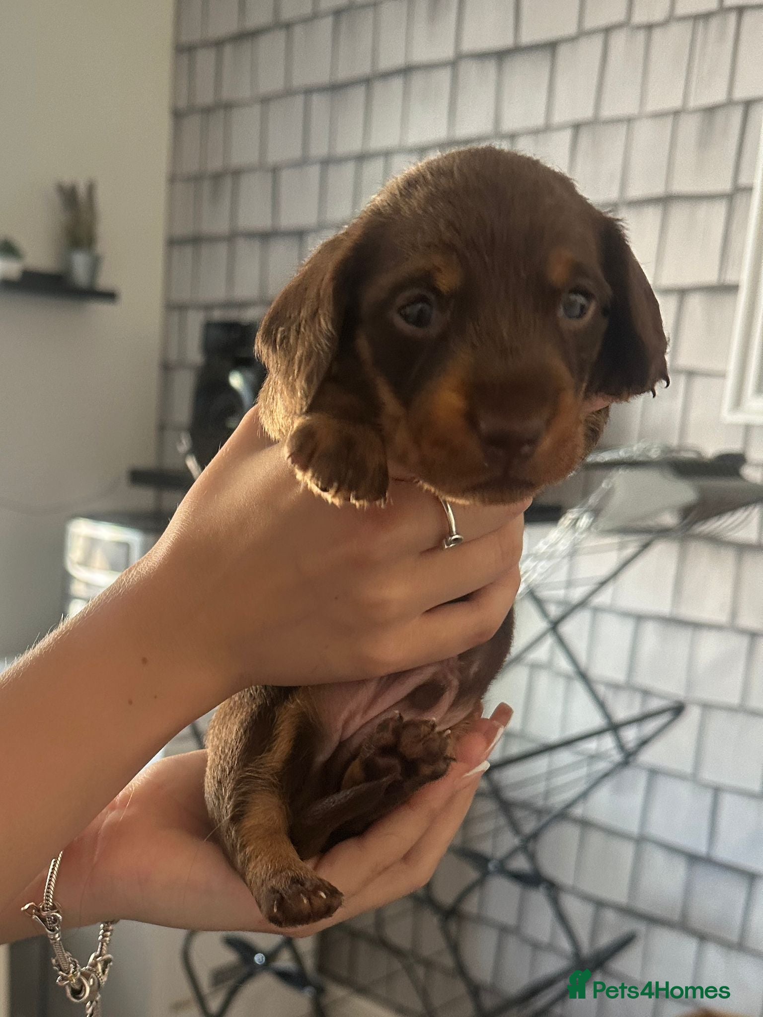 Dachshund dogs Dachshund puppies  - Advert 1