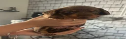 Dachshund dogs for sale: Dachshund puppies  - Advert 1