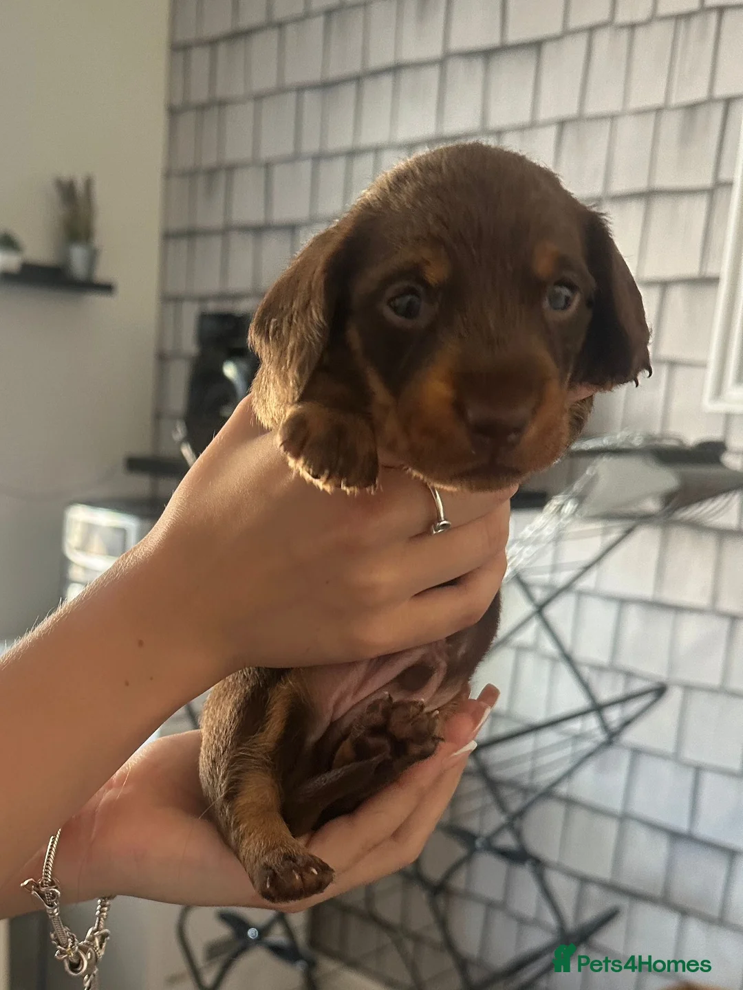 Dachshund dogs for sale: Dachshund puppies  - Advert 1