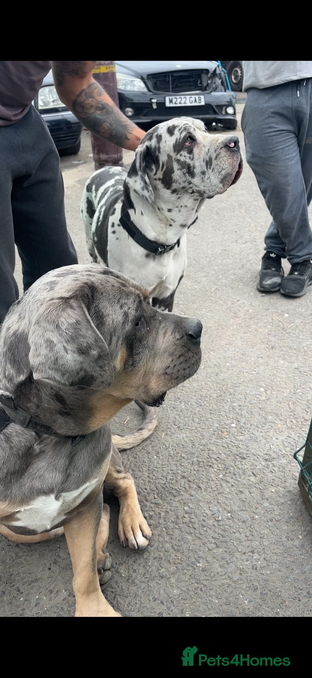 Cane Corso dogs for sale: Merle cane corso - Advert 6