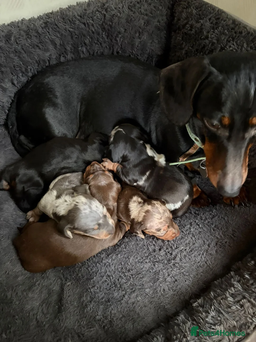 Miniature Dachshund dogs for sale: Tricolour miniature Dachsunds Babies ✨ - Advert 2