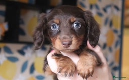 Miniature Dachshund dogs for sale: Mini longhaired dachshunds❤️ - Image 3