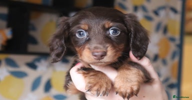 Miniature Dachshund dogs - Advert 5