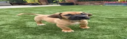 Boerboel dogs for sale: 1 stunning male left  - Advert 5