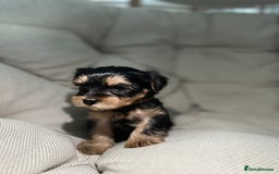 Yorkshire Terrier dogs for sale: Yorkies puppies  - Image 18