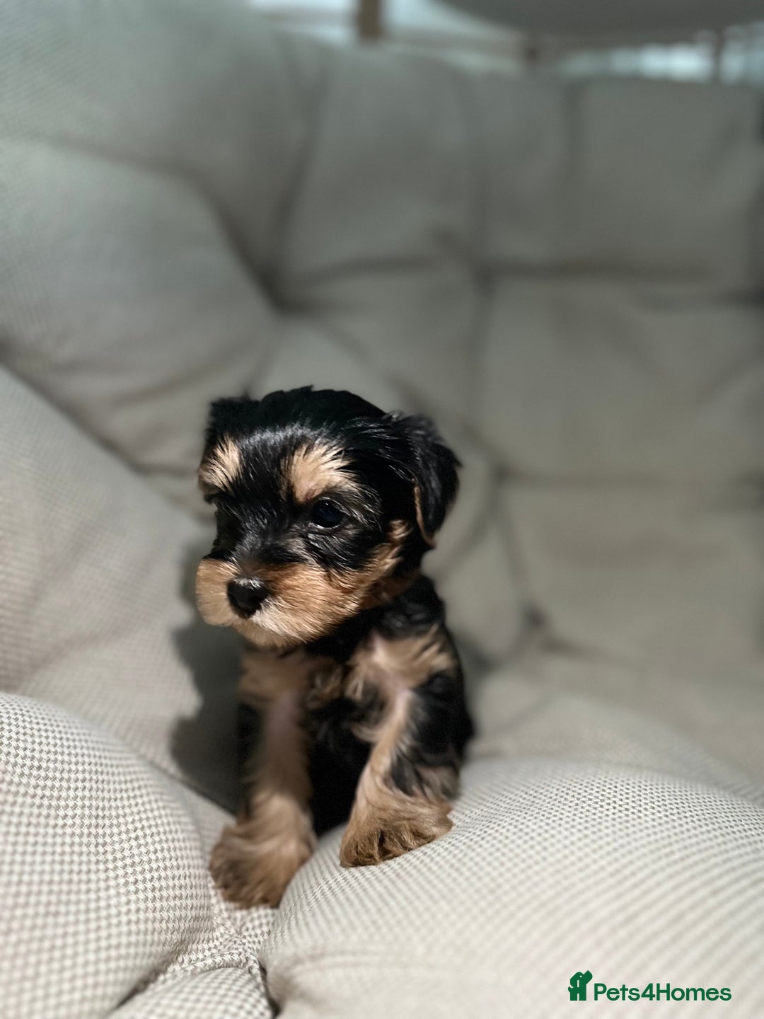 Yorkshire Terrier dogs for sale: Yorkies puppies  - Image 18