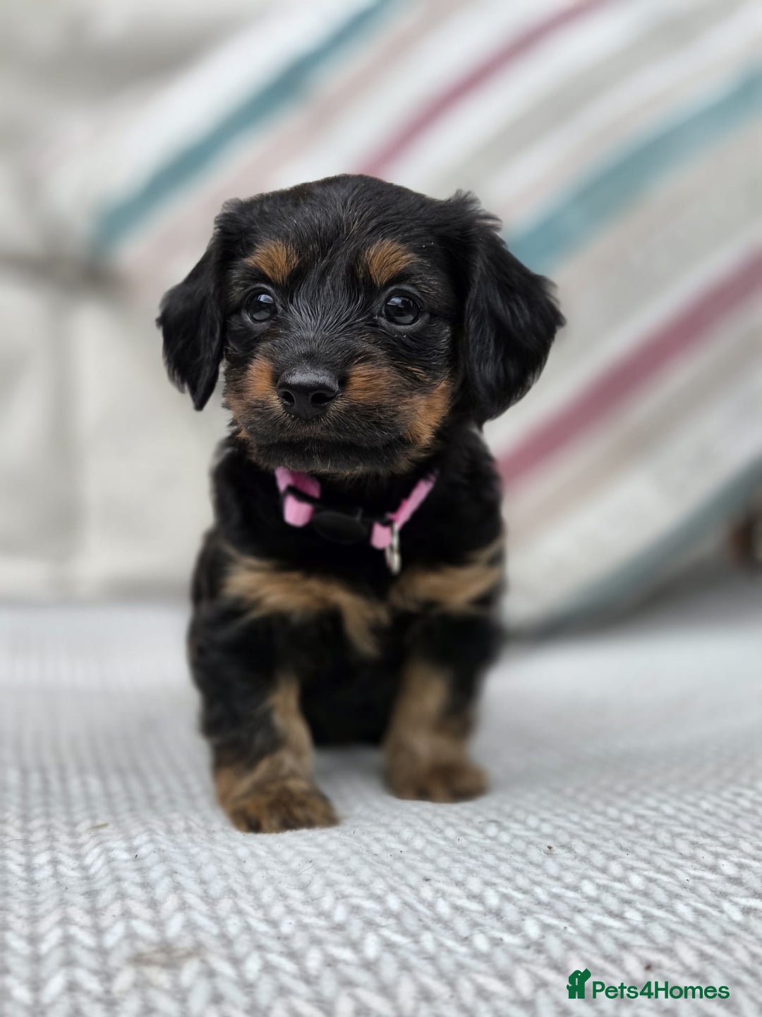 Mixed Breed Dachshund Maltese Yorkie Mix Maltese Poodle Dachshund