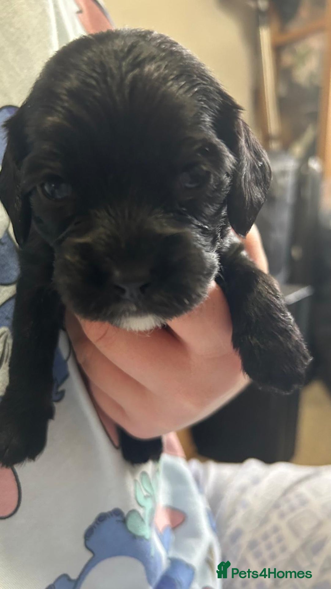 Cockalier dogs for sale: Cocker spaniel x Cavalier King Charles ( Cockalier - Advert 6